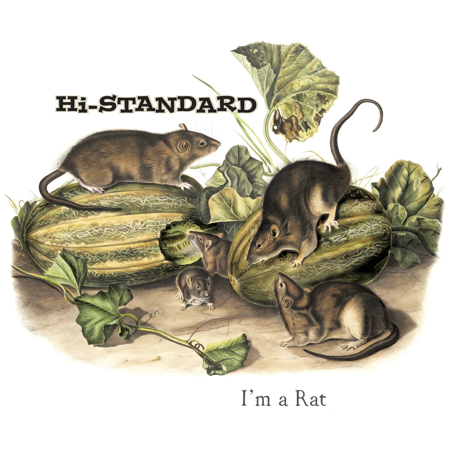 I'm a Rat（アイム・ア・ラット）／Hi-STANDARD（ハイスタンダード）／Fat Wreck Chords（ファット・レック・コーズ）