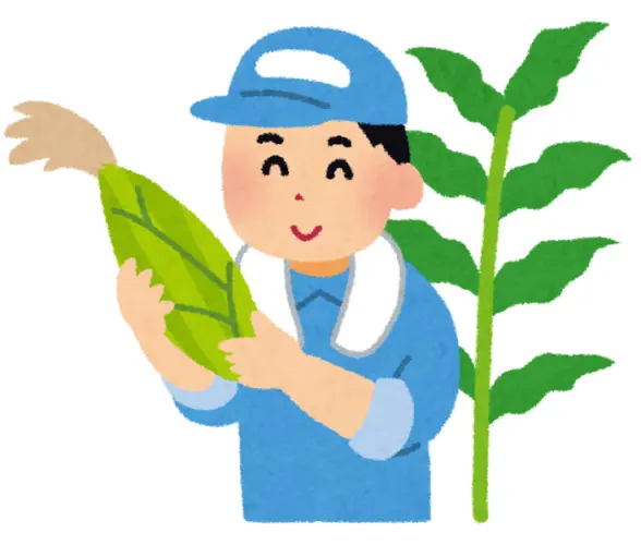 とうもろこし農家がとうもろこしを収穫しているイラスト
